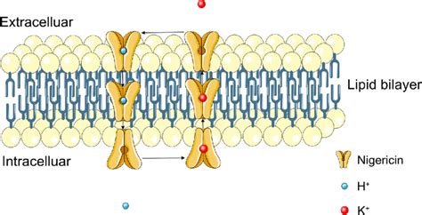 nigericin mechanism of action